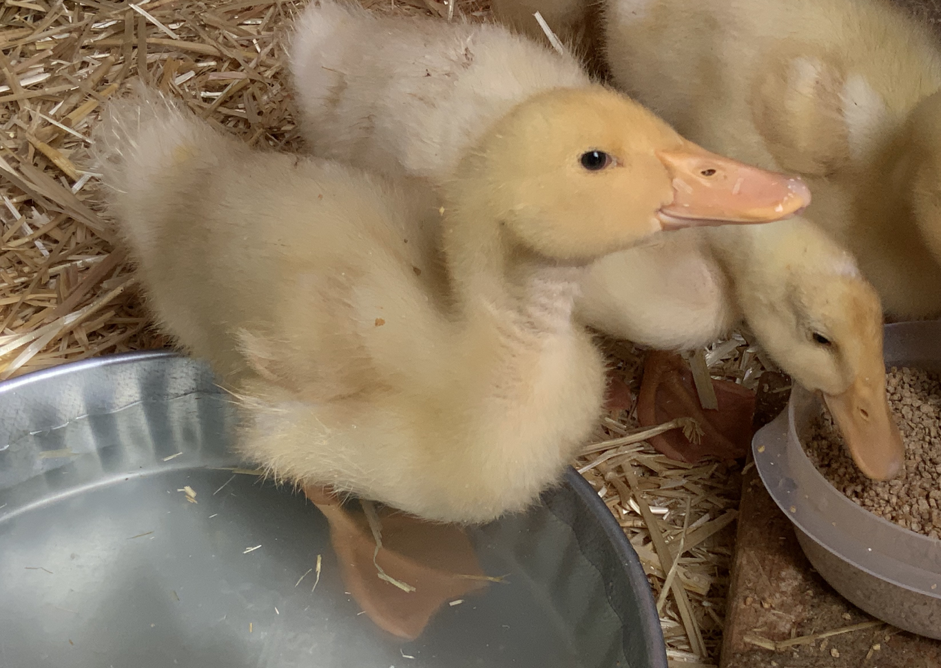 brewers yeast for ducklings