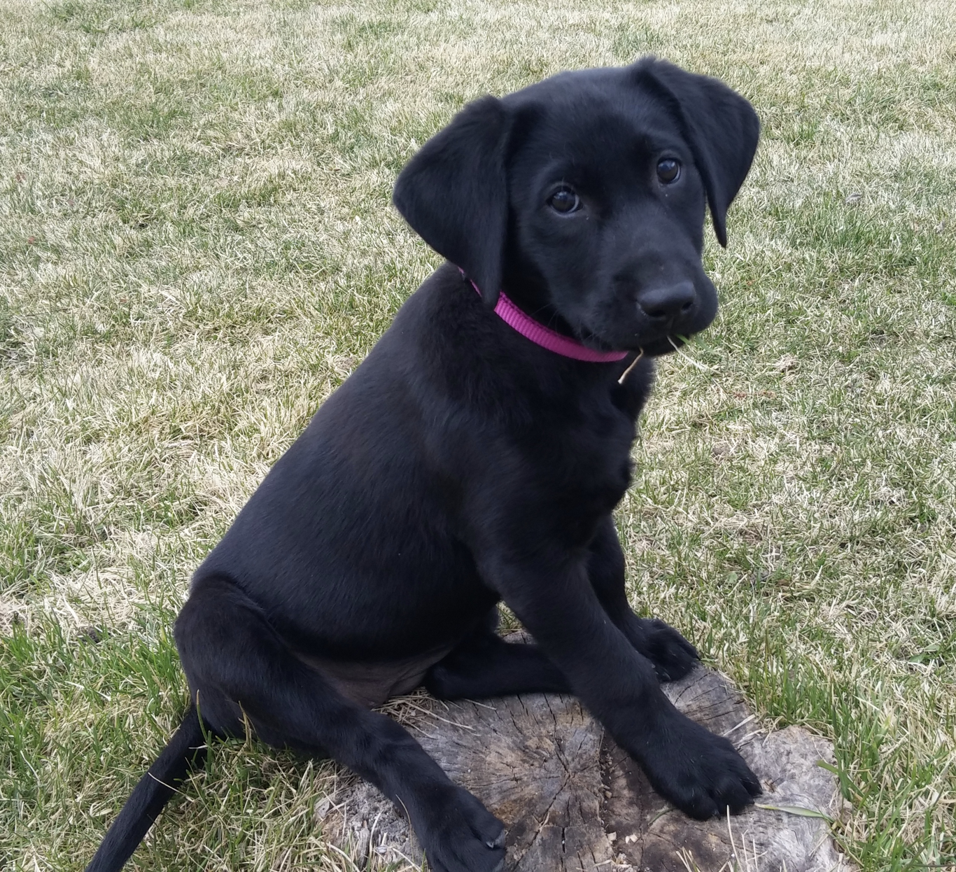 4 month old sales black lab puppy